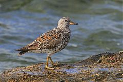 Surfbird